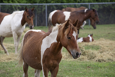 Chincoteague Wild Ponies : Personal Photo Projects : Photos : Richard Moore : Photographer